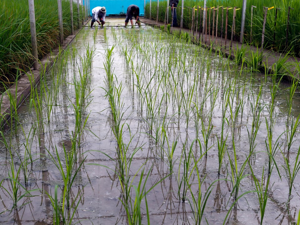 Setzlinge von Golden-Rice-Pflanzen am Reisforschungs-Institut in Los Banos auf den Philippinen.