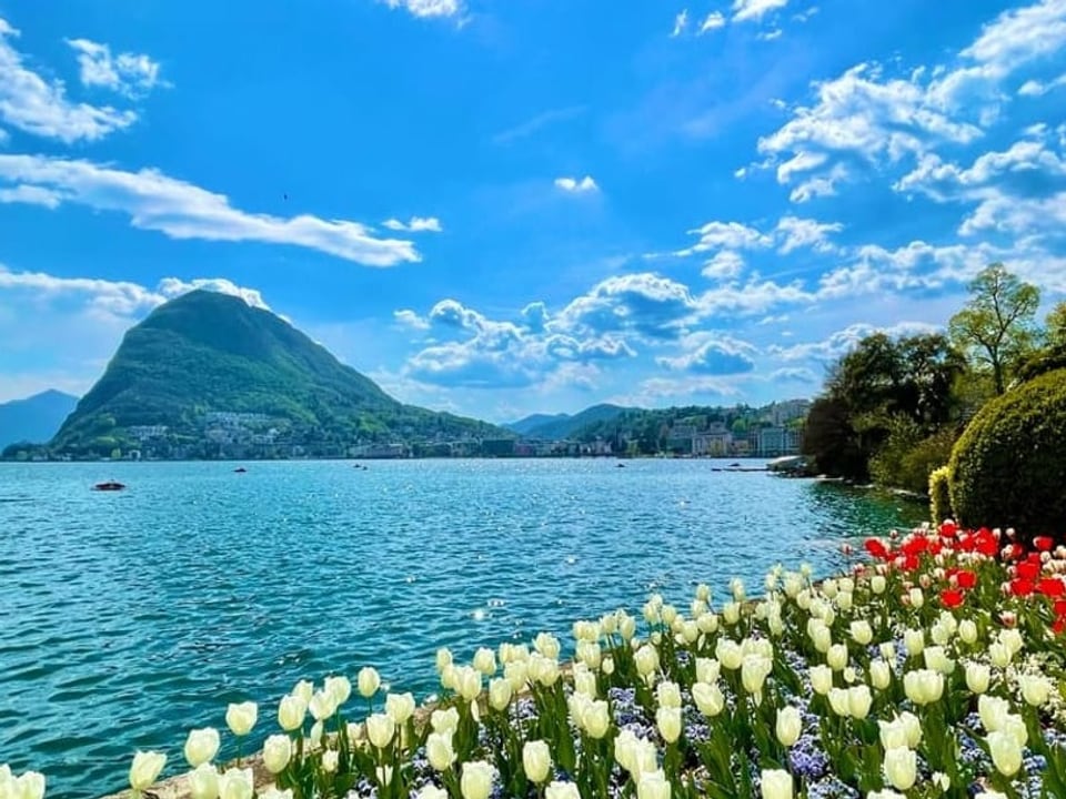 Tulpenwiese vor einem See.