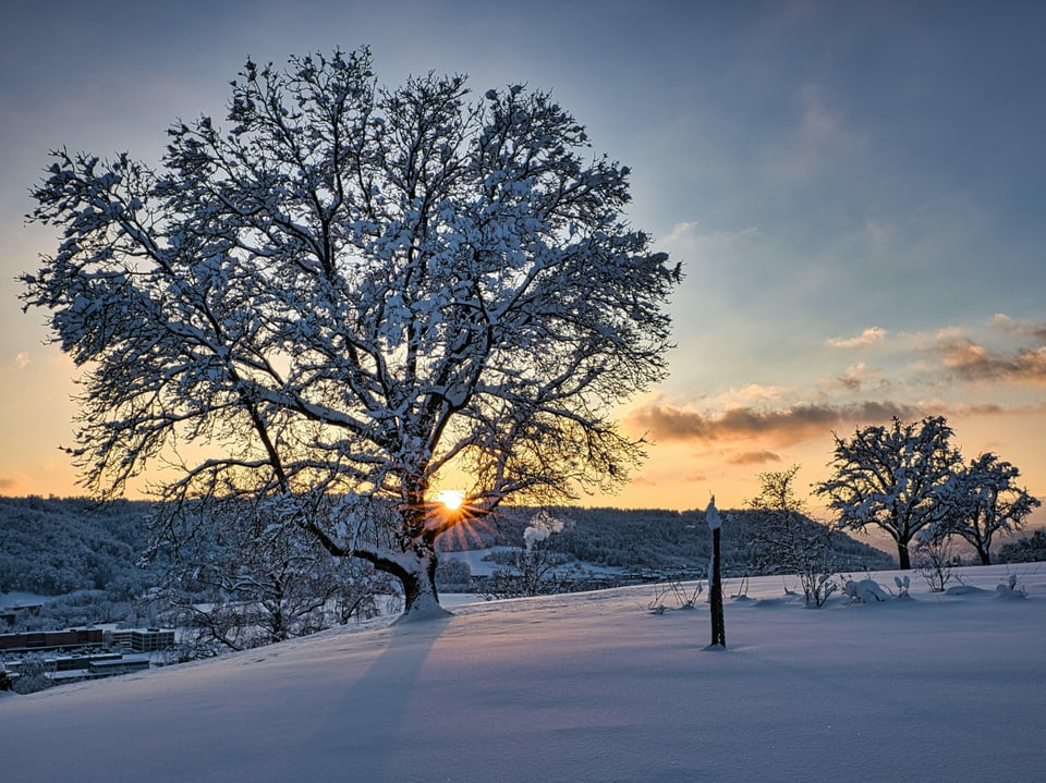 Landschaft mit Baum bei Sonnenaufgang mit viel Schnee
