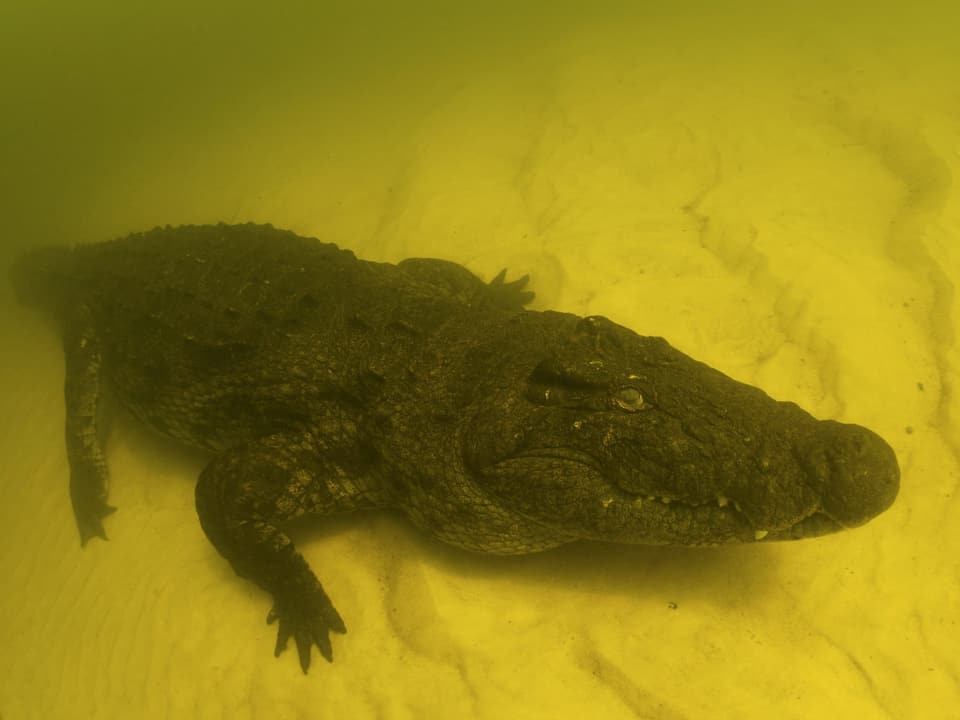 Krokodil am Flussboden