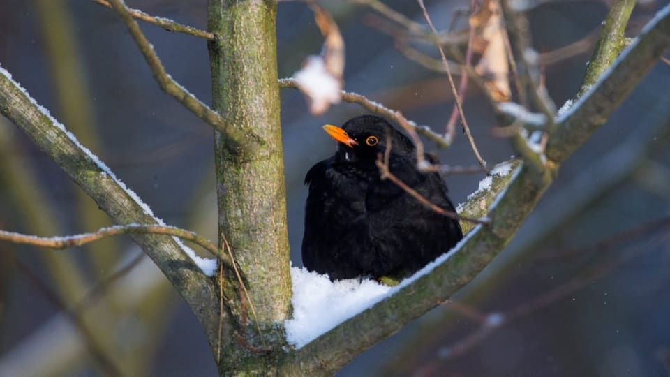 Amsel im Winter Eine Amsel sitzt auf einem Ast im Schnee und schaut nach Links.