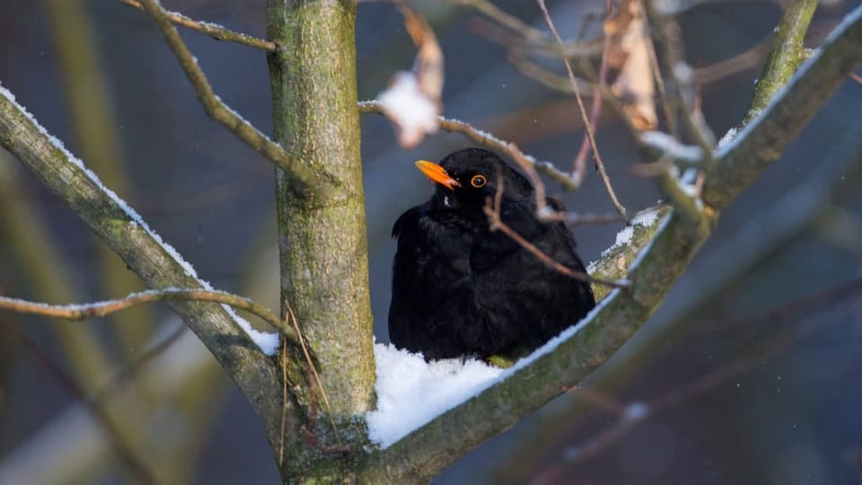 Eine Amsel sitzt auf einem Ast im Schnee und schaut nach Links.