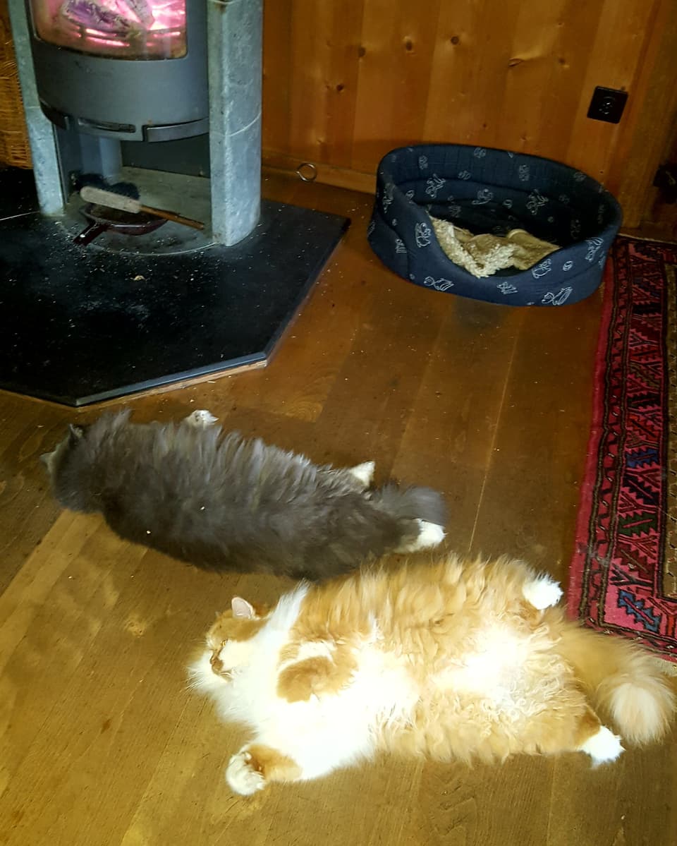Cheminée und zwei Katzen