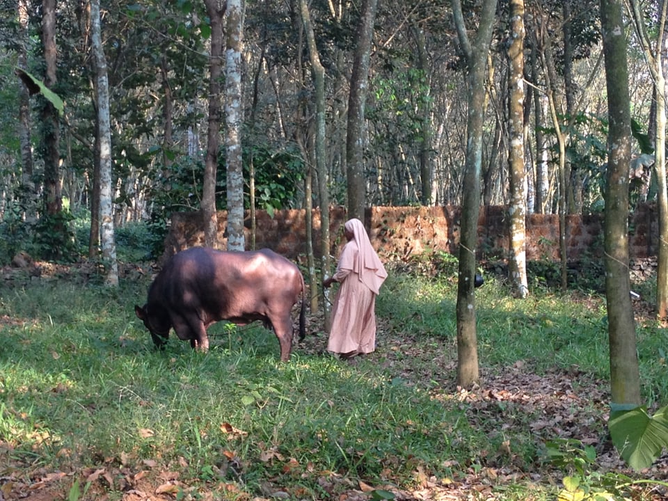 Eine Nonne mit einer Kuh
