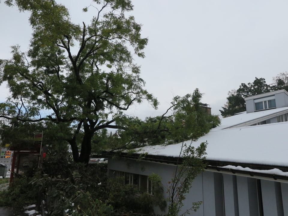 Ein grosser Ast liegt auf dem Dach eines Schulhauses.