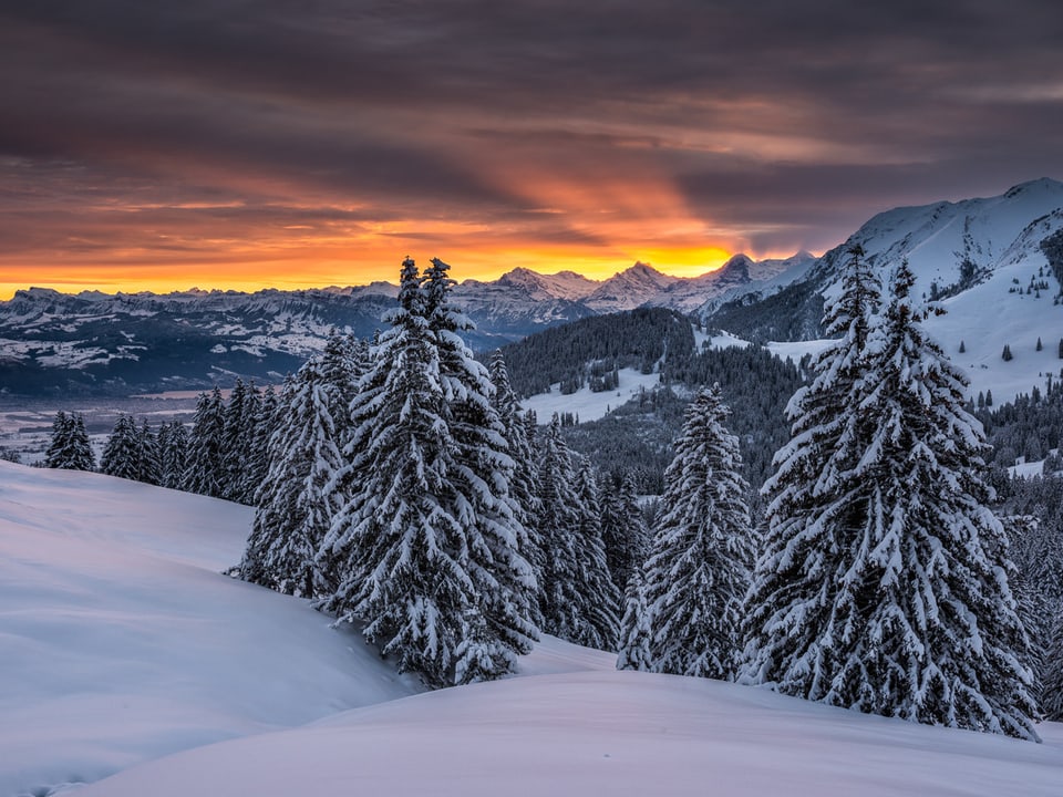 Bläuliche Winterlandschaft mit verschneiten Tannen, darüber ein Himmel voller Wolken zwischen orange und violett.