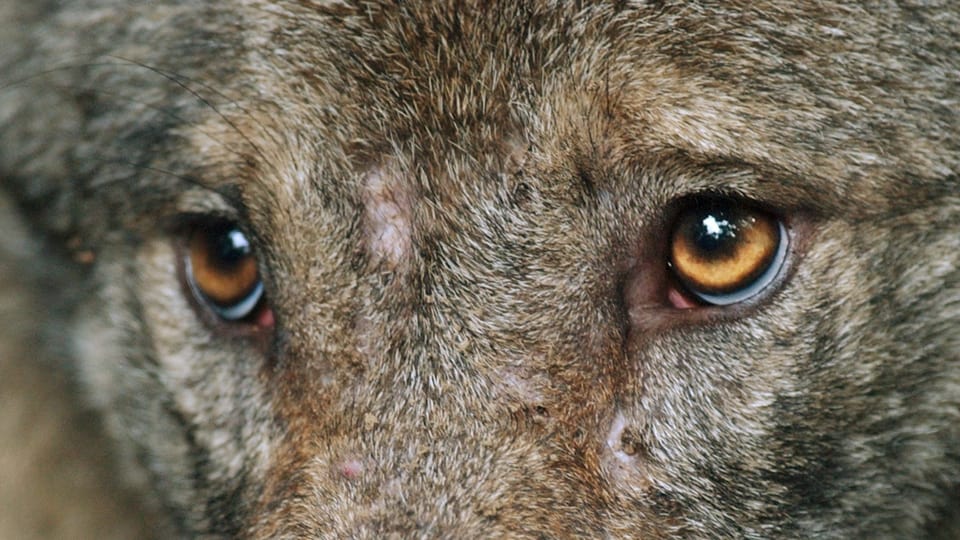 Die zwei Augen eines Wolfes.
