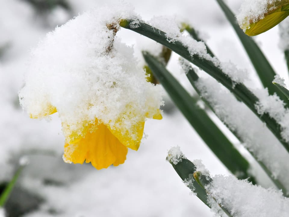 Blumen im Schnee.