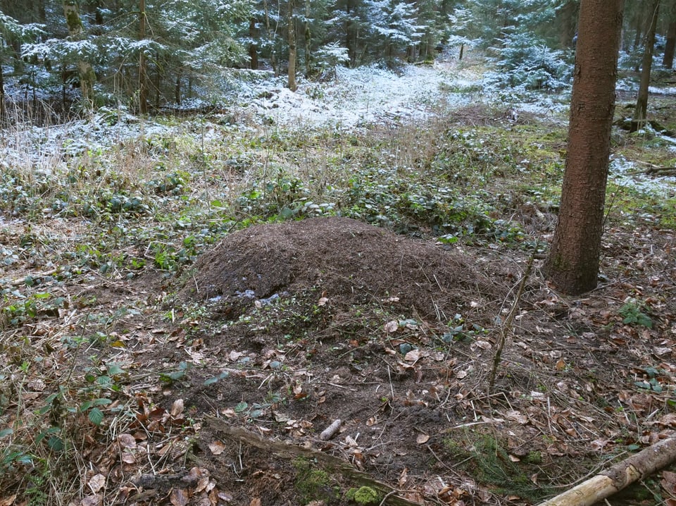 Ein Haufen im Wald.