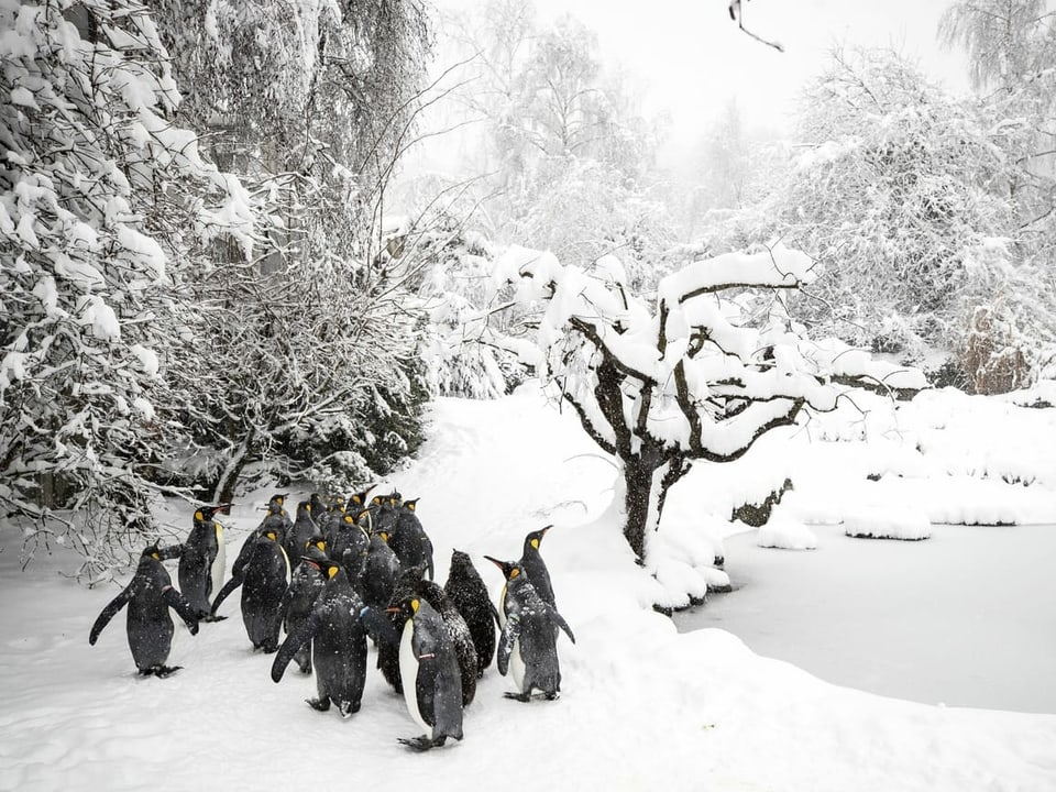 Königspinguine  im Schnee.