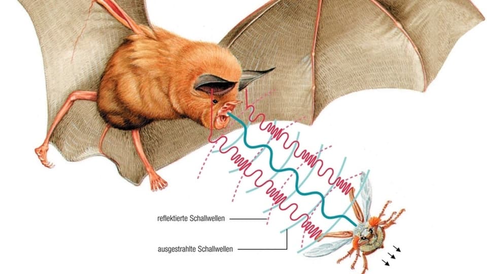 Grafik: Mittels Schallwellen findet eine Fledermaus ihre Beute. 