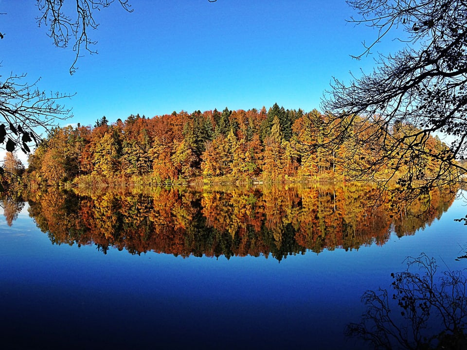 Im Gübsensee spiegelt sich der farbigenprächtige Herbstwald. Darüber stahlblauer Himmel.
