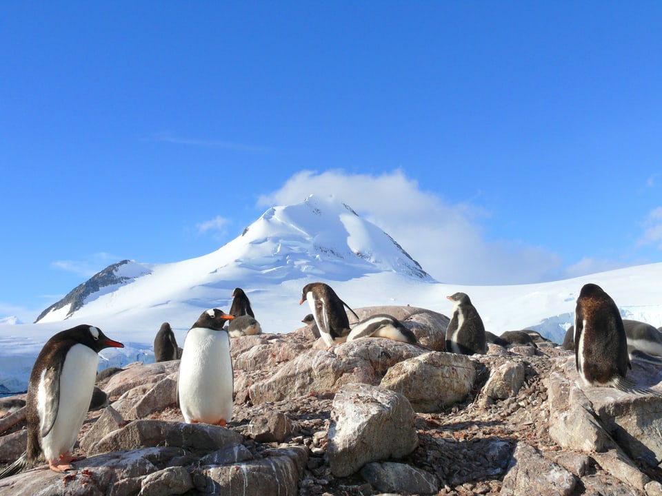 Pinguine auf einem Felsen, dahinter ein Schneeberg. 
