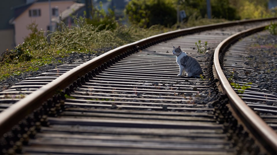 Schienen mit einer Katze auf dem Trassee.