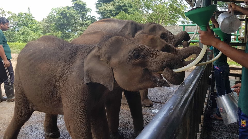 Eine Klinik für Elefanten und Elefantenwaisen