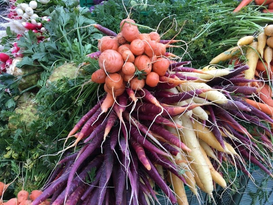 Karotten in verschiedenen Farben