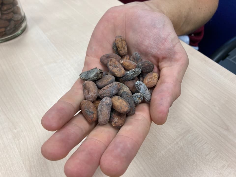 Kakao-Bohnen in einer Hand