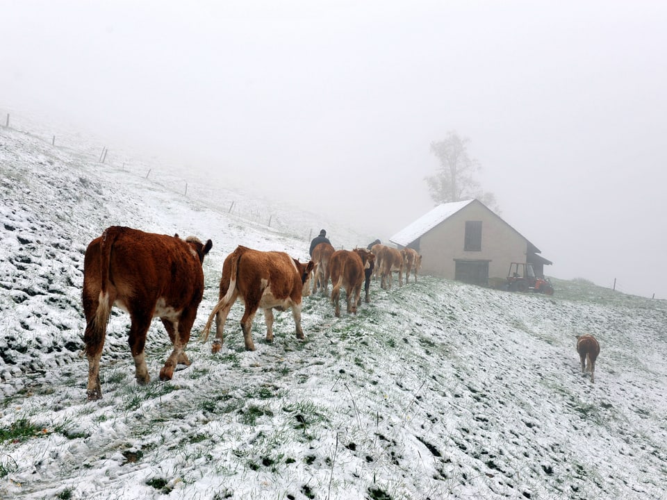 Kühe in einer verschneiten Landschaft laufen Richtung Stall.