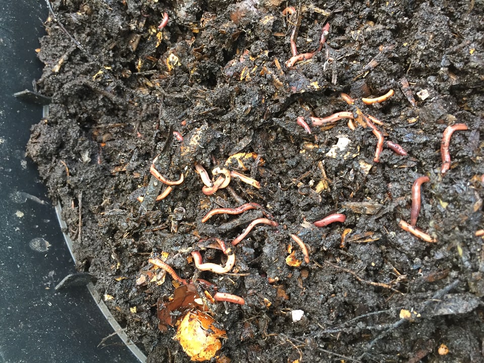 Würmer im Kompost.