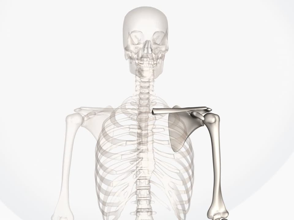 Skelett mit hervorgehobenem Schultergelenk