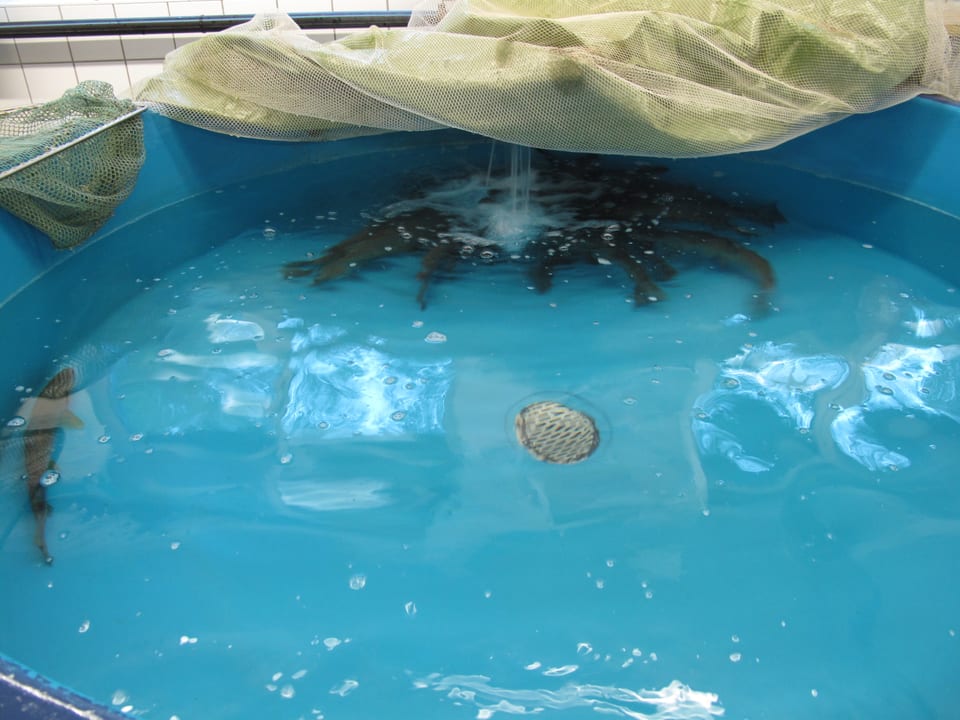 Zentralschweiz - Mit Strom auf Fischjagd - News - SRF