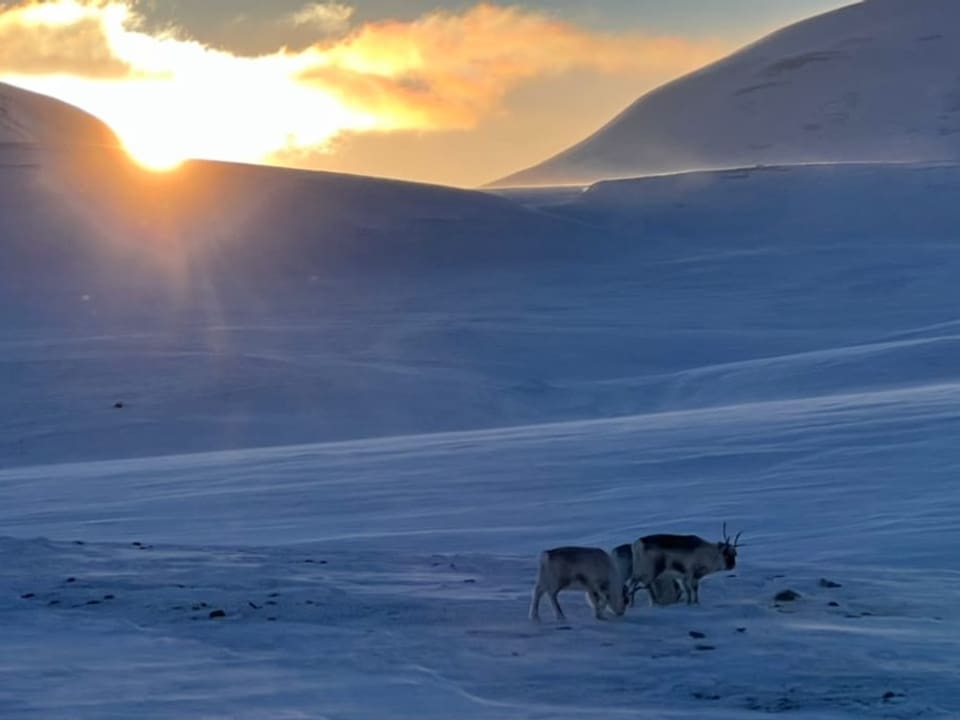 Schneelandschaft, hinten weisse Hügel mit tiefstehenden Sonne, davor zwei Tiere in dickem Fell und Geweih.