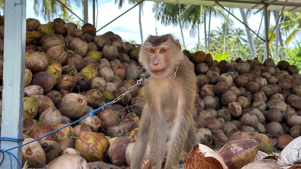 Affe mit Kokosnüssen 