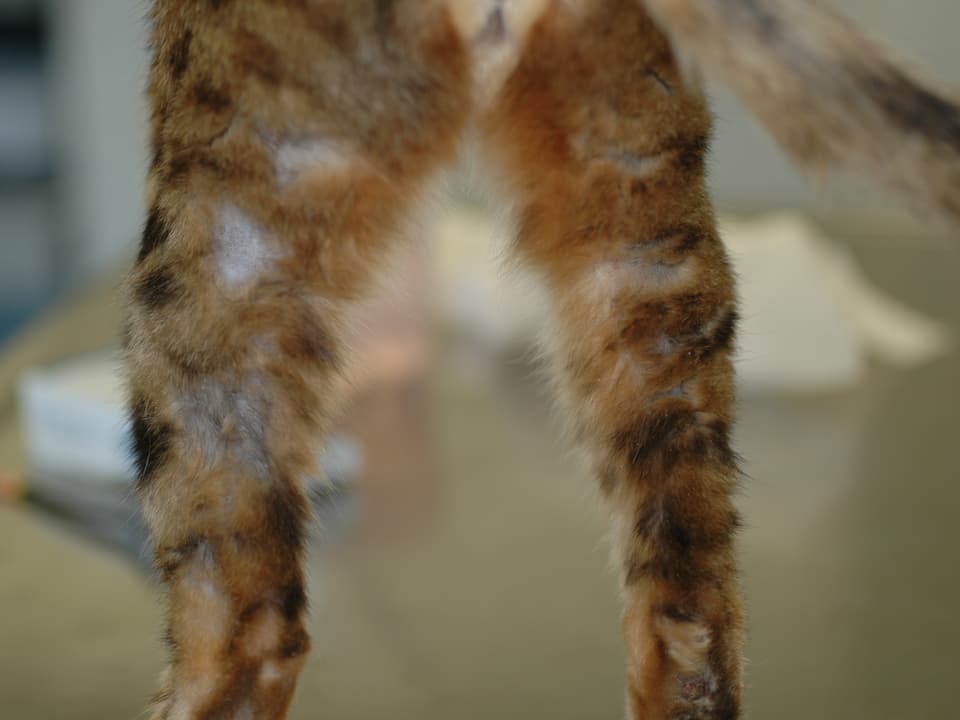 Hinterbeine einer Katze mit diversen Lücken im Fell.