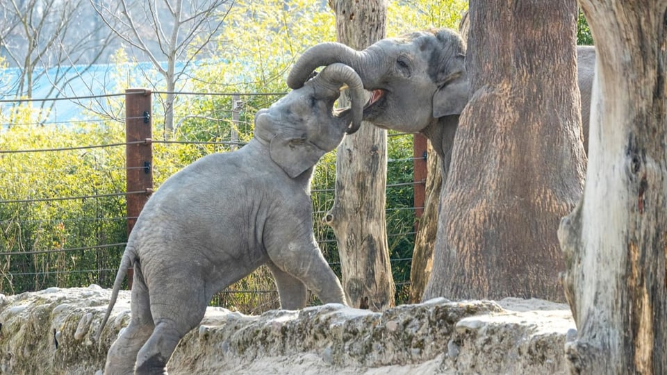 Zwei junge Elefanten beim Spielen
