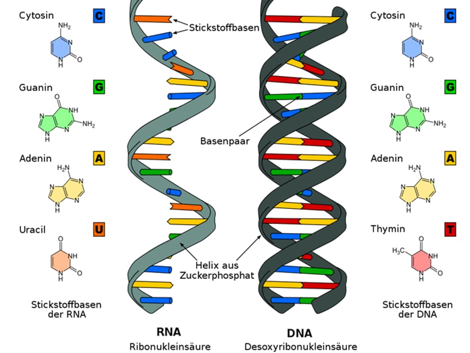 Aufbau von RNA-Strang und DNA-Doppelhelix im Vergleich.
