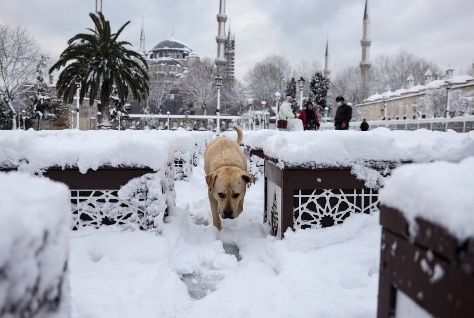 Ein Hund läuft in Istanbul im Schnee.
