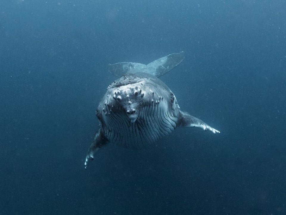 Frontansicht eines Buckelwals.