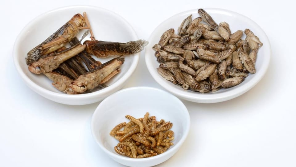 Wie ist Insektenmehl deklariert?