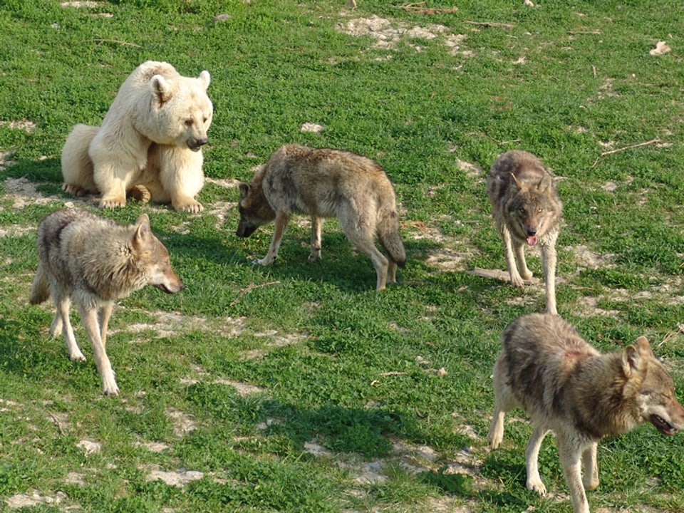 Ein Bär auf einer Wiese und rundherum vier Wölfe.