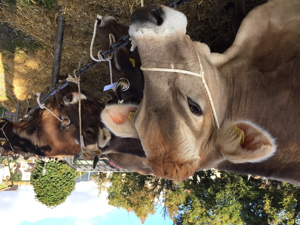 Wer wird die schönste Kuh von Appenzell? Die Tiere warten auf ihre Rangierung.