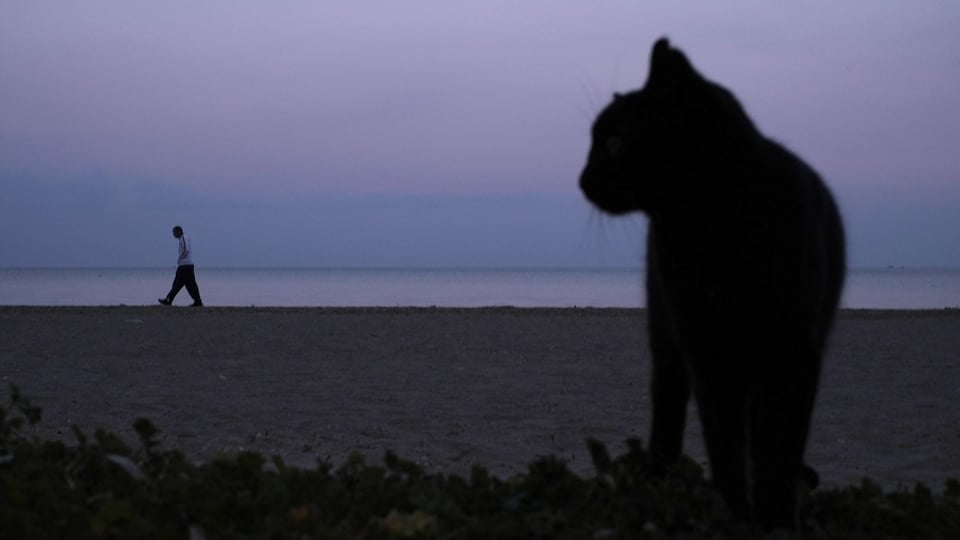 Eine Katze an einem Strand in Zypern