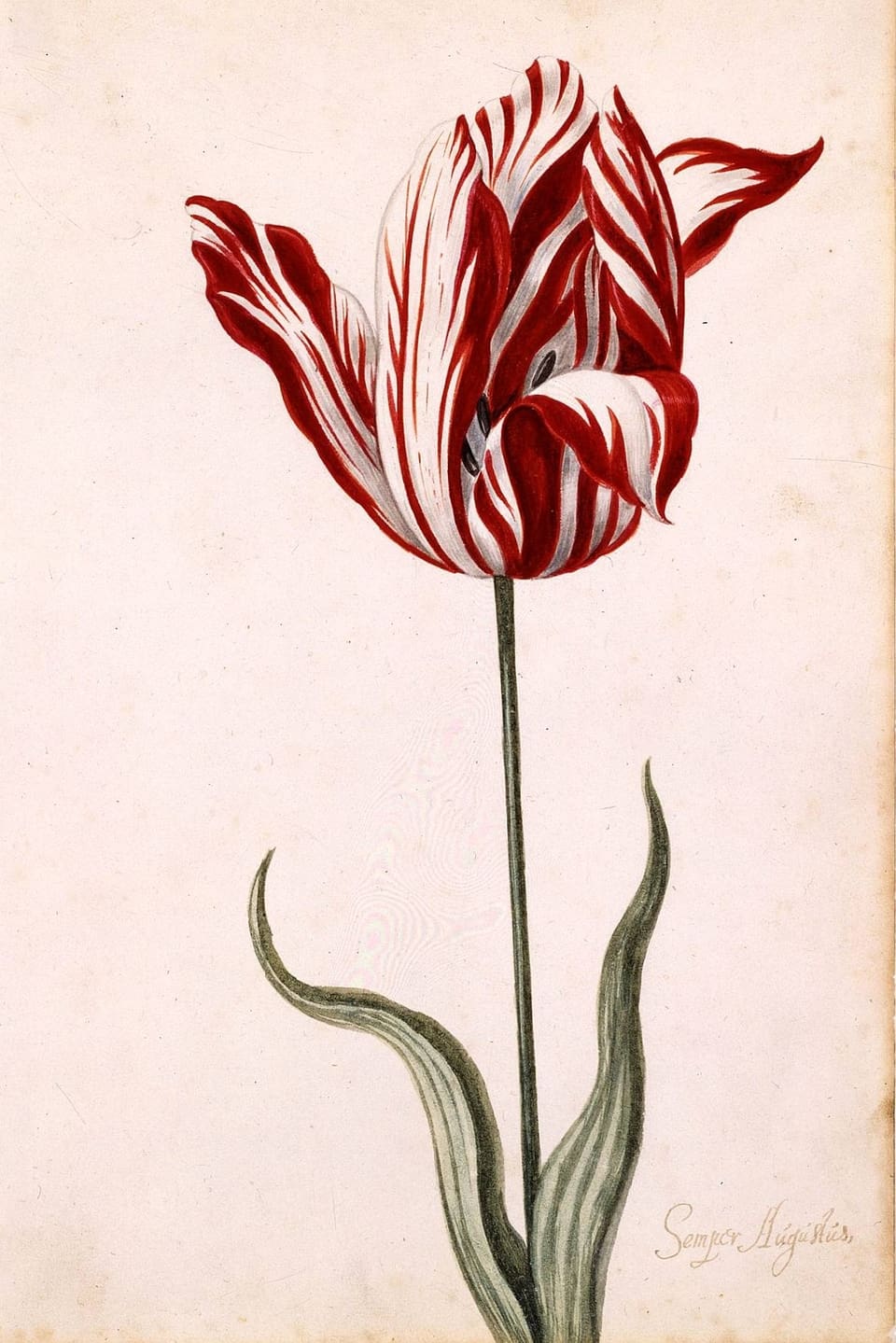 Ein Gemälde einer Tulpe auf neutralem Hintergrund