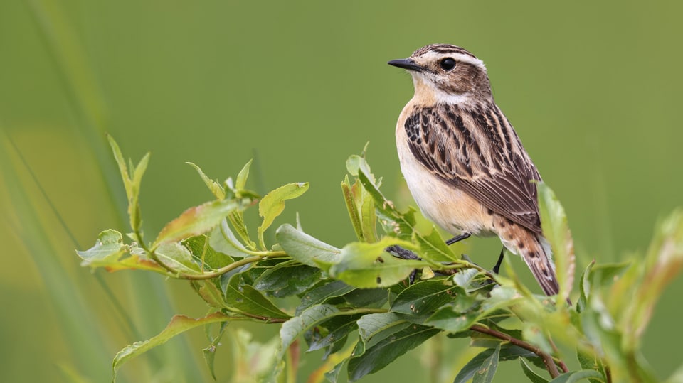 Ein Braunkehlchen auf einem Weidenbusch Ein Braunkehlchen auf einem Weidenbusch