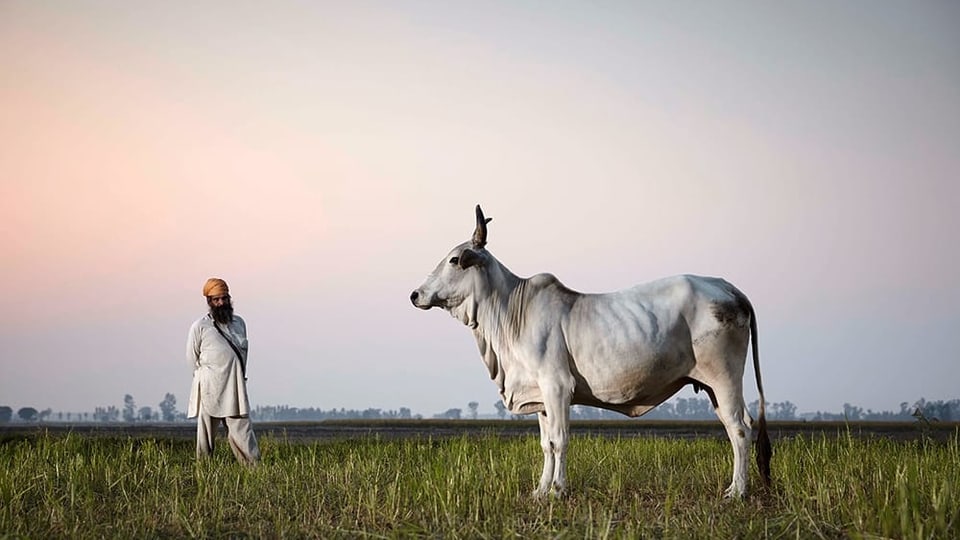 Indisch gekleideter Mann und Kuh