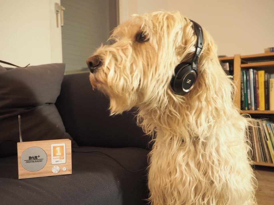 Hund mit Kopfhörer.