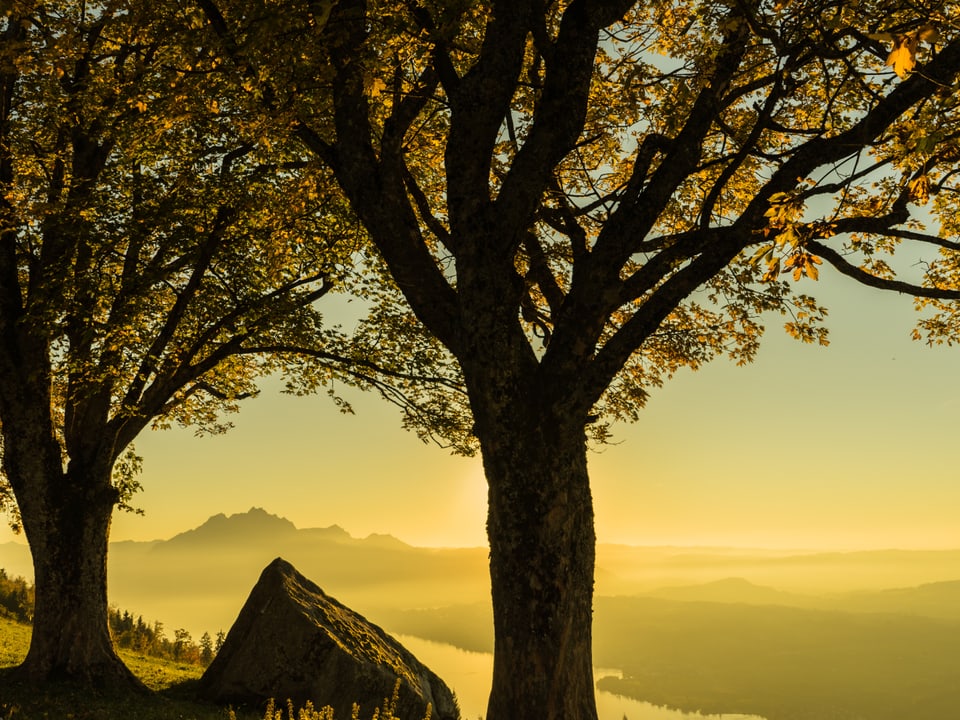 Blick unter den Bäumen durch in die Ferne. Im Hintergrund liegt eine vom Sonnenlicht gelblich gefärbte Dunstschicht vor einer Hügelkette.