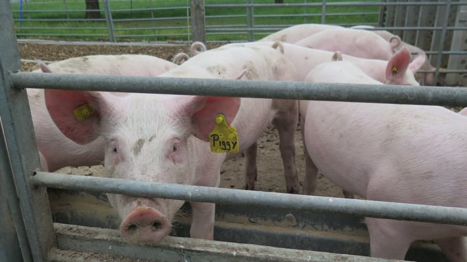 Schwein mit Ohrmarke Piggy guckt in Kamera. Daneben anderen Schweine.