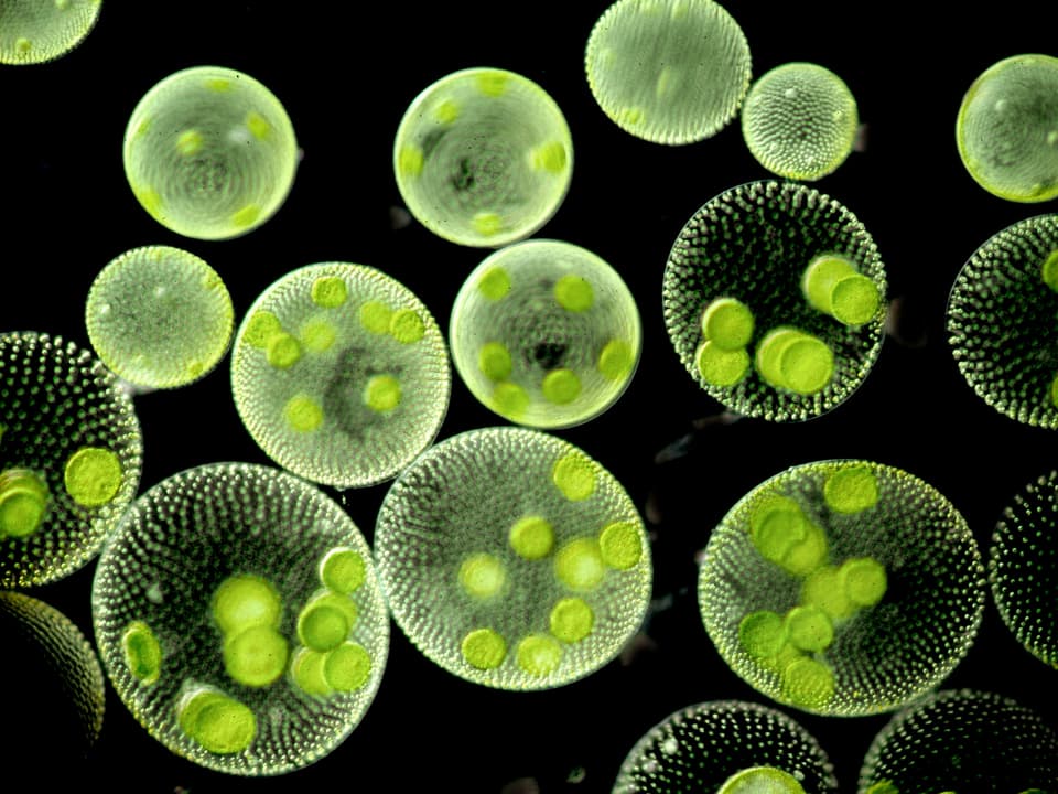 Kugelalge: Runde grüne Kreise leuchten unter dem Mikroskop.