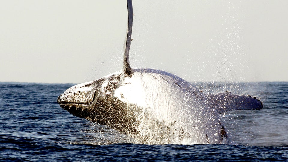Buckelwal schiesst auf dem Rücken liegend aus dem Wasser.