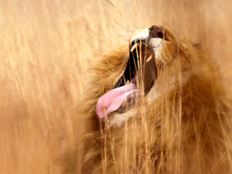 Ein Löwe in der Steppe Südafrikas. 