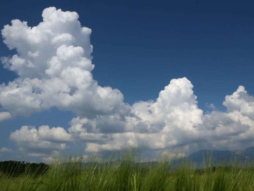 Grössere Quellwolken über einem Feld