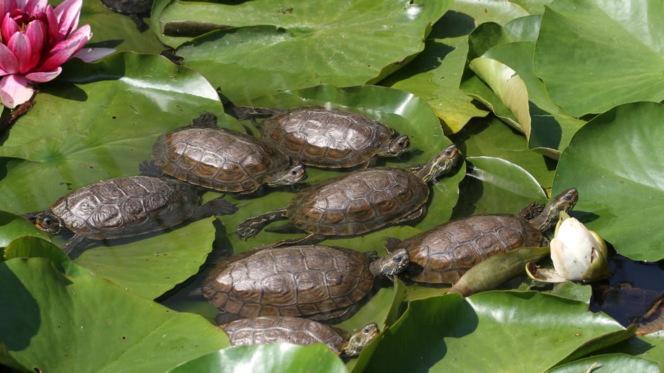 Sechs Wasserschildkröten im Teich zwischen Seerosen