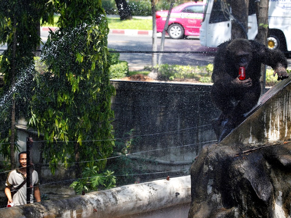 Ein Pfleger im Dusit-Zoo von Bangkok spritzt mit einem Wasserschlauch eine Horde Schimpansen ab.