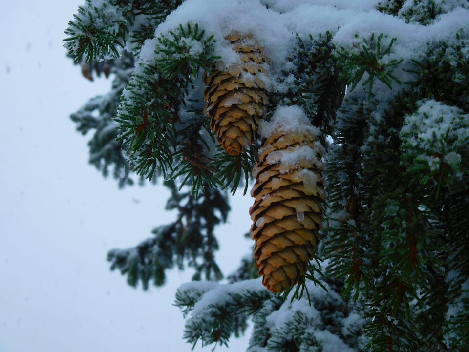 Die Tannzapfen an den Nadelbäumen sind schneebedeckt. 