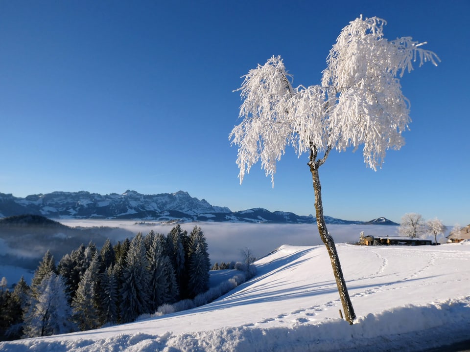 Der Nebel hat seine Spuren hinterlassen an den Bäumen. 